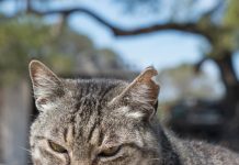 El Consell niega acciones para la caza de perros y gatos asilvestrados