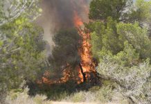 Se avanza al día 1 de abril la época de peligro alto de incendios forestales en Ibiza y Formentera incendio forestal