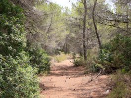 Las Islas Baleares, pioneras en una metodología innovadora para medir y potenciar el carbono que almacenan sus bosques Bosque de Formentera