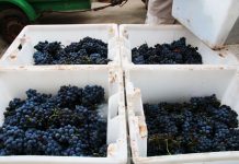 La comercialización de los vinos de calidad de Baleares en 2023 alcanzó un valor económico de más de 42 millones de euros