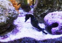 Vellmarí suspende su proyecto de reproducción de caballitos de mar en cautividad