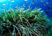 Oceana apoya la creación de tres nuevas reservas marinas en Balears