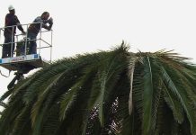 Comienza el período de poda de palmeras