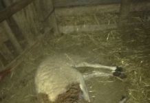 Nuevo ataque de perros a ovejas en una finca de ca Marí