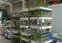 Autoridad Portuaria retiene plantas y frutales en Eivissa a la espera de los controles de la Xylella fastidiosa