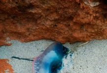 Las carabelas portuguesas aparecen en la playa de Migjorn