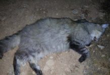 Acción Francisco pide medidas al Consell para equiparar el atropello de gatos con el de los perros