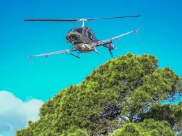 Tercer año consecutivo de la campaña de tratamientos aéreos contra la procesionaria del pino en Ibiza y Formentera