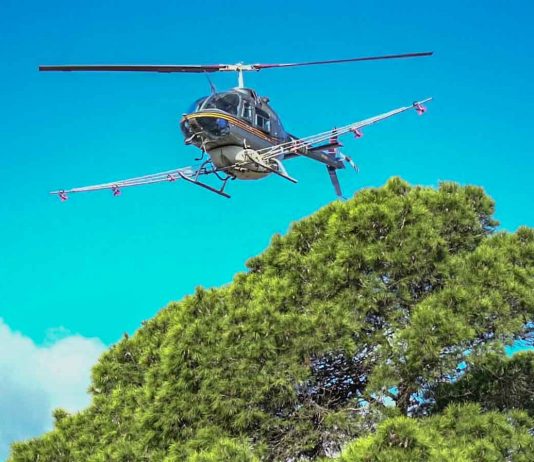 Tercer año consecutivo de la campaña de tratamientos aéreos contra la procesionaria del pino en Ibiza y Formentera