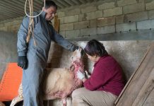 Los ganaderos reclaman medidas para evitar los ataques de perros al ganado