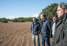 Cereales autóctonos y hierbas aromáticas para iniciar la recuperación del cultivo en Can Marroig