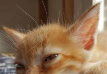 Acción Francisco vuelve a denunciar casos de envenenamiento de gatos domésticos
