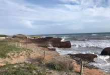 El Consell ofrece a los agricultores la posidonia retirada de las playas