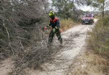 El vent tomba dos pins al camí de Punta Rasa