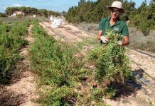 La Cooperativa del Camp cosecha hierbaluisa en una de las parcelas cedidas a la entidad