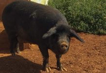 Formentera inicia la campaña de control de la triquinosis