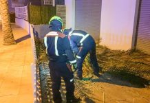 El viento parte la copa de una palmera en la Savina