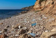 Jornadas de limpieza en ses Pesqueres Altes y es Carnatge