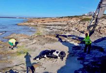 Arriba una vaca a la platja de Migjorn