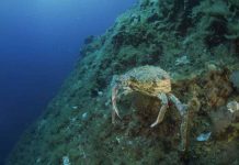 El servicio de guardia de las Reservas Marinas de Formentera devuelve al mar un ejemplar de centollo capturado en la isla