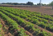 Ayudas económicas para la promoción de productos alimentarios locales kilómetro 0