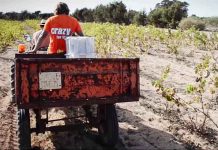 Abierto el plazo para la declaración de la cosecha de uva