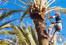 Evolución a la baja de la plaga del picudo rojo que afecta a las palmeras en Formentera