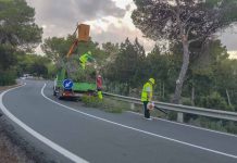 Comienzan en Formentera los trabajos de poda en altura