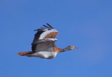 Avistado por primera vez un pioc salvatge en Formentera