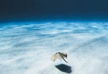 El poder de las imágenes para conservar el mar