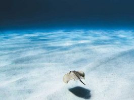 El poder de las imágenes para conservar el mar