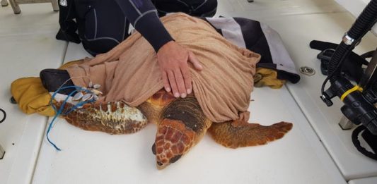 Medio Ambiente recuerda que todo avistamiento de tortuga marina con dificultades para sobrevivir debe ser comunicado al 112 Tortuga rescatada (2)