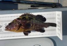 Denuncian la captura de meros por debajo de la talla reglamentaria en la Reserva Marina de Formentera