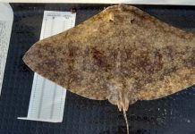 El registro de datos de peces raros (DAPERA) de Baleares recibe una cincuentena de nuevas aportaciones en 2021