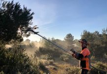 La campaña terrestre contra la procesionaria retira cerca de 5.500 bolsas en dos semanas Campaña eliminación procesionaria del pino