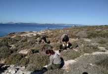 Se eliminan cuatro toneladas de plantas alóctonas en el Parc Natural de Ses Salines de Formentera Limpieza de especies invasoras