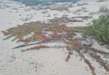 El Plan de erradicación del Carpobrotus en Formentera ya ha retirado 3,5 toneladas de la especie invasora Campaña retirada de Carpobrotus