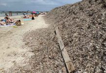 Sa Unió pide iniciar la retirada de la posidonia muerta de las playas Restos de posidonia sobre la arena en Illetes