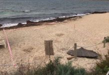 Activado el protocolo de actuación ante el avistamiento de una tortuga en la playa de Migjorn Protocolo avistamiento tortuga en la playa de Migjorn