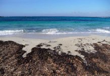 Medio Ambiente se adhiere a una campaña europea de fomento de los valores naturales de las playas con posidonia Playa con restos de posidonia