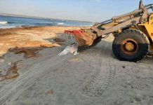 Retirada del cuerpo de una vaca en la playa de Migjorn Vaca muerta Migjorn