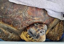 El 75% de las tortugas rescatadas este año en Baleares estaban enmalladas con plásticos Tortuga rescatada
