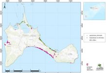 El COFIB retoma el proyecto de erradicación del Carpobrutus en Formentera Mapa carpobrotus