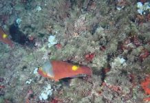 El registro de datos de peces raros (DAPERA) recibió más de 50 aportaciones durante el 2022 Lloro verd