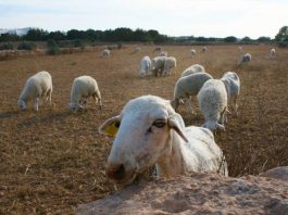 El Consell de Formentera destinará 15.000 euros para la alimentación del ganado ovino y caprino de la isla Ejemplares ganado ovino en Formentera