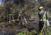 Incendio forestal de 30 m2 en el pinar de ses Bardetes