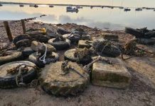 Retirados cerca de 1.600 muertos en las tareas de limpieza de s’Estany des Peix Retirada de muertos en s'Estany des Peix