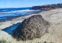 Medio Ambiente inicia la retirada de posidonia en Cala Saona Retirada posidonia en Cala Saona