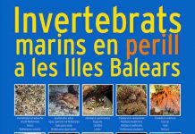 La Conselleria balear de Medio Ambiente pide colaboración ciudadana para detectar invertebrados marinos en peligro Invertebrados en peligro