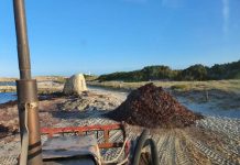 El Consell ofrece la posidonia retirada de las playas Retirada de posidonia en la playa de Illetes